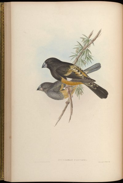 Mycerobas carnipes by John Gould